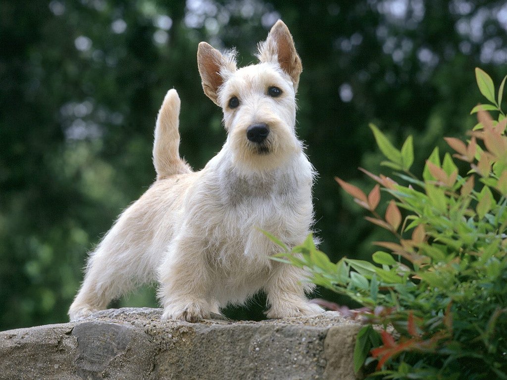 Samari, Scottish Terrier, _Wheaten_ Color